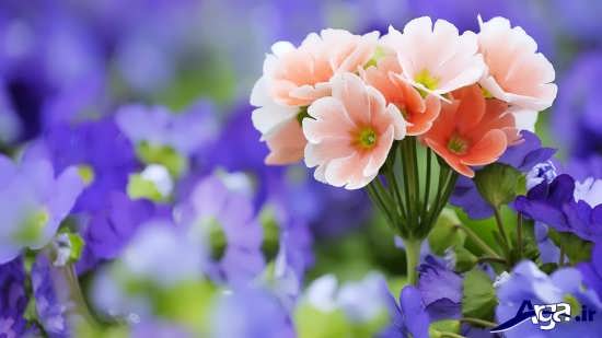 تصویر گل های بسیار زیبا در طبیعت 