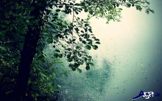 طبیعت بارانی بسیار زیبا