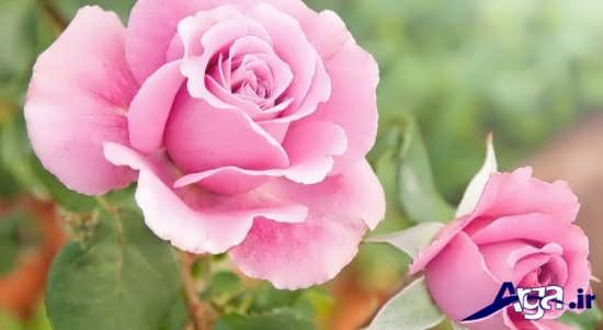 انواع مدل عکس زیبای گل رز به رنگ صورتی
