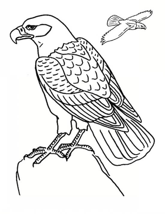 نقاشی عقاب زیبا 