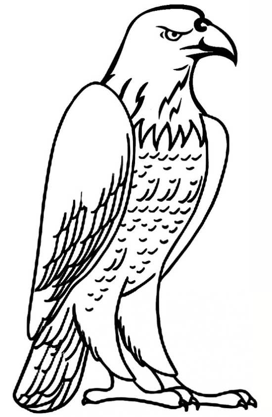 نقاشی پرنده عقاب 