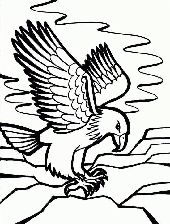 نقاشی پرنده عقاب با انواع رنگ آمیزی های جالب 