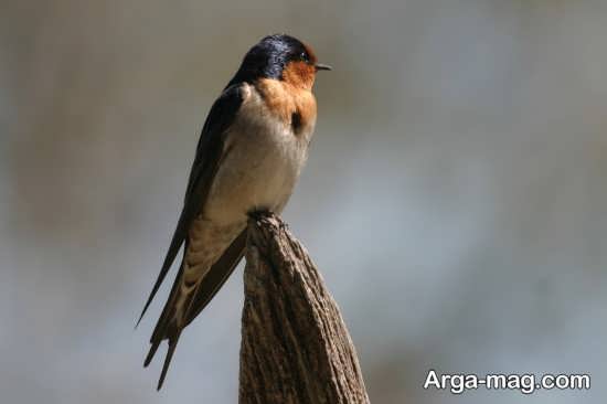 عکاسی زیبا از پرندگان مهاجر