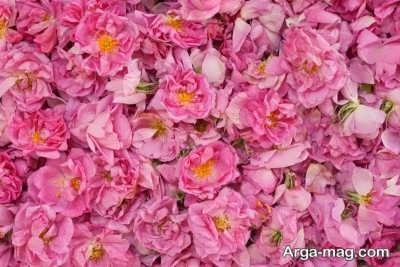 تاریخچه ابداع گلاب از گل محمدی