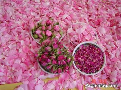 خاک و مناطق مناسب برای کاشت گل محمدی 