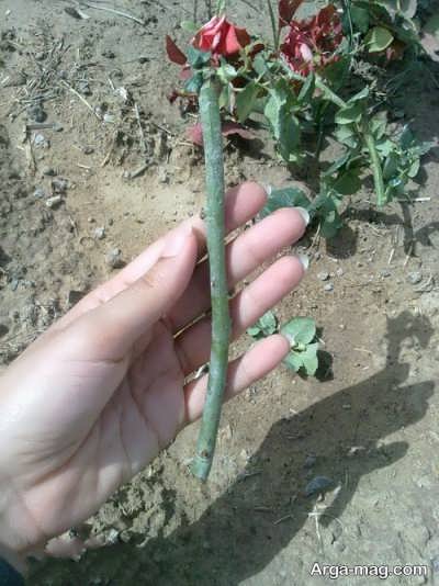 آموزش قلمه زدن گل رز با روش خوابانیدن گیاه در هوا