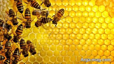 خواص عسل در درمان خانگی مسمومیت 