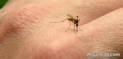 چگونه نیش حشرات را با درمان های خانگی از بین ببریم؟