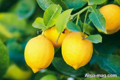 سلامت پوست را با لیمو ترش تامین کنید