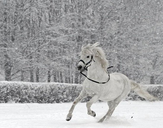 عکس پروفایل اسب سفید