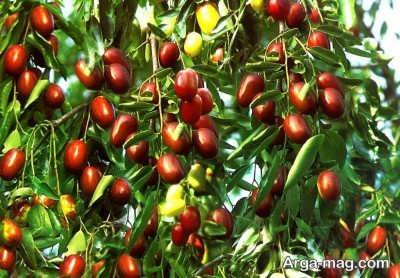 عناب درختچه و یا درخت کوچکی است که میوه آن در امور دارویی و درمانی بسیار...