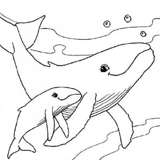 نقاشی زیبا نهنگ 