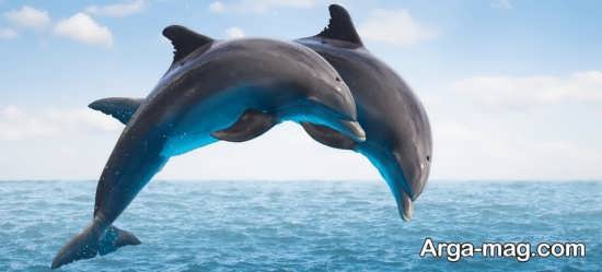 عکس دلفین