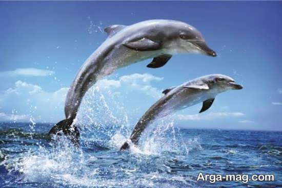 عکس زیبا از دلفین