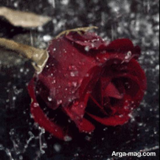 عکس گل رز زیر باران
