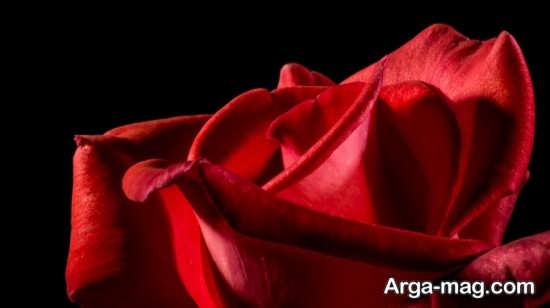 عکس گل رز سرخ