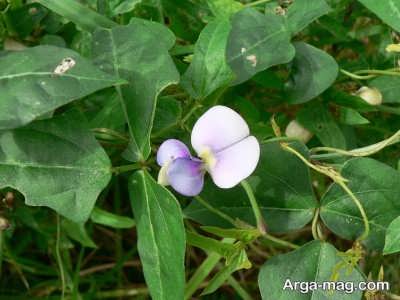 دانستنی های مهم از خواص لوبیا چشم بلبلی