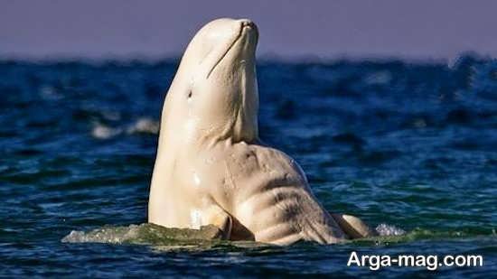 عکس تماشایی از نهنگ 