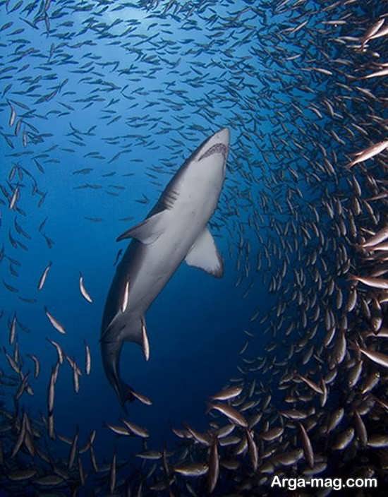 تصویر زیبای نهنگ ها در اقیانوس 
