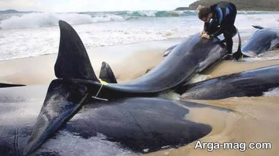 تصویری از قتل عام نهنگ 