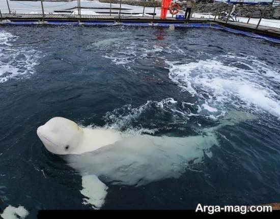 عکس نهنگ سفید جالب 
