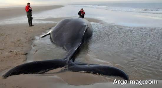 تصویر نهنگ مرده 