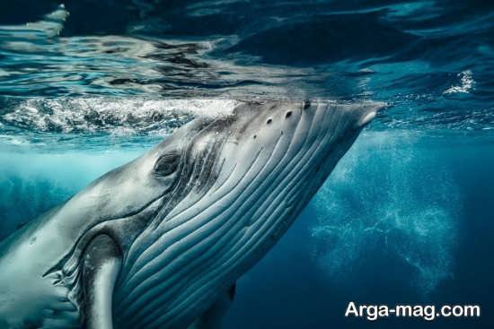 عکس نهنگ غول پیکر 
