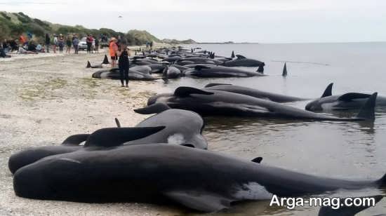 تصوری از قتل نهنگ ها در دانمارک 