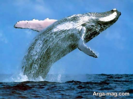 تصویر نهنگ آبی قشنگ 