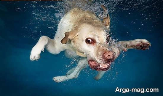 شنا کردن سگ