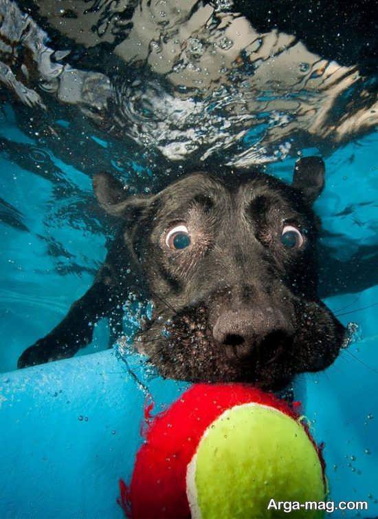 شنا کردن سگ