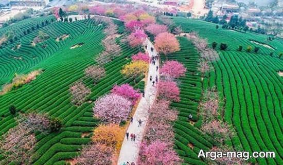 شکوفه گیلاس در چین
