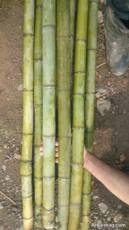عکس جالب از گیاه بامبو