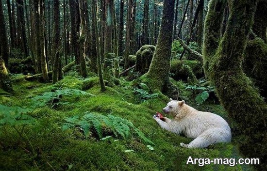 خرس های قطبی و غیر قطبی
