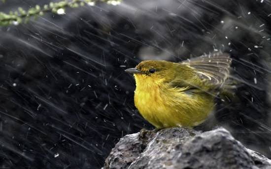 عکس پروفایل پرنده زرد رنگ