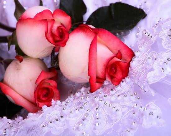 عکس پروفایل جذاب و زیبا از گل رز