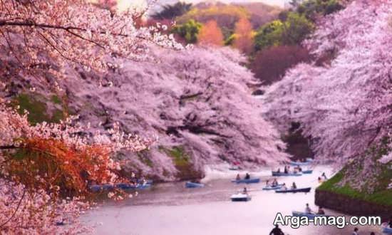 درختان شکوفه گیلاس چین 