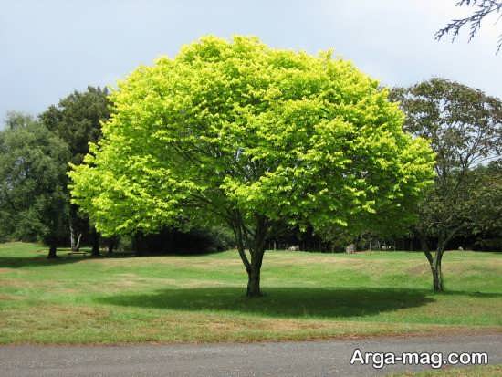 عکس درختان زیبا در تابستان 