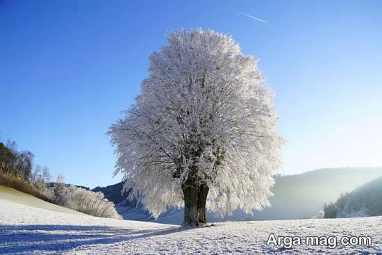 درختان زمستانی ویژه 