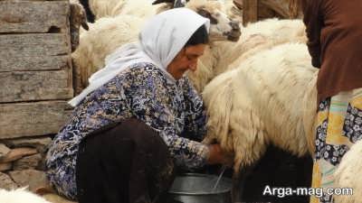 نقش شیر گوسفند در سلامتی انسان