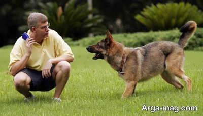تربیت سگ در انواع نژادها 