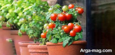 چگونه گوجه فرنگی بکاریم 