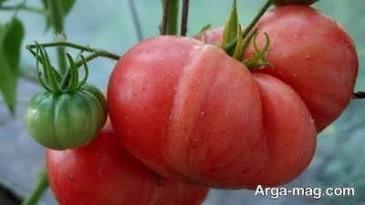 کاشت گوجه فرنگی و پرورش آن 