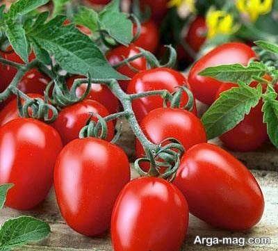 گوجه فرنگی با کیفیت و پرورش آن 