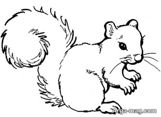نقاشی کشیدن سنجاب