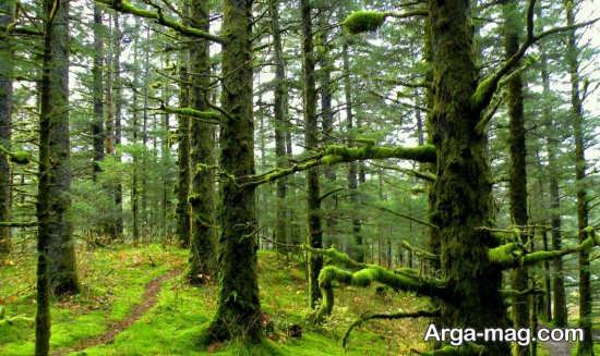 جنگل های بسیار زیبا شمال ایران