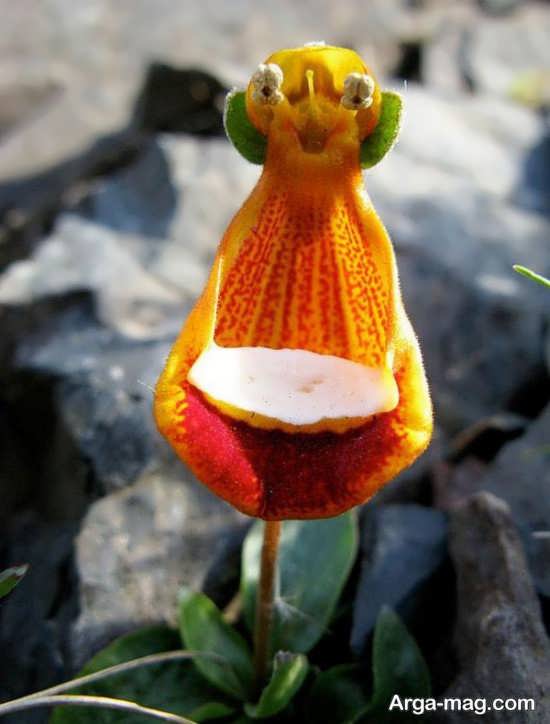 عکس جالب گل های عجیب
