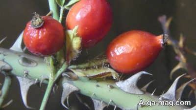 درمان سنگ کلیه با میوه گل نسترن