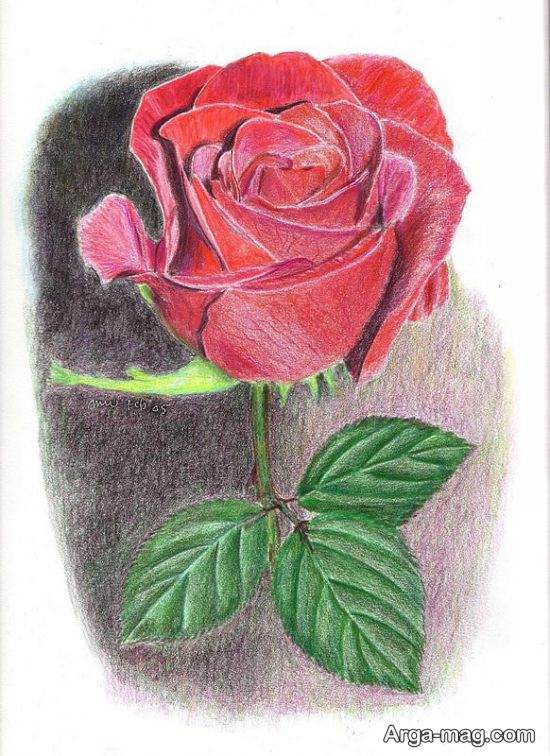 نقاشی ویژه گل رز 