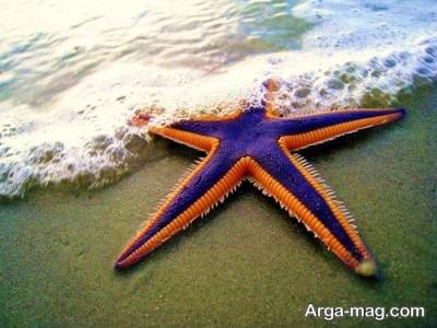 آشنایی با ستاره دریایی 